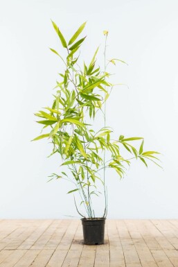 Black bamboo Phyllostachys nigra hedge 80-100 pot