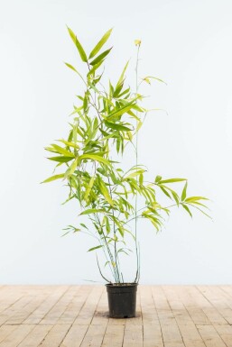 Black bamboo Phyllostachys nigra hedge 80-100 pot Phyllostachys nigra 80-100 cm