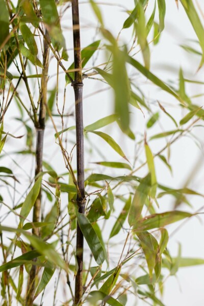 Black bamboo Phyllostachys nigra hedge 80-100 pot Phyllostachys nigra 80-100 cm