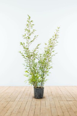 Black bamboo Phyllostachys nigra hedge 100-125 pot Phyllostachys nigra 100-125 cm