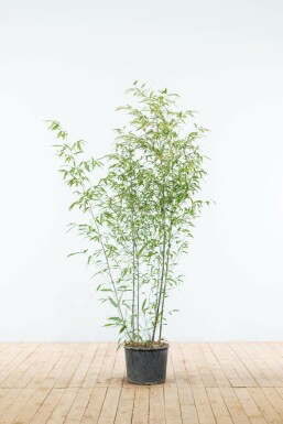 Black bamboo Phyllostachys nigra hedge 125-150 pot Phyllostachys nigra 125-150 cm