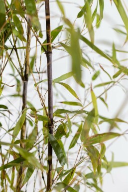 Black bamboo Phyllostachys nigra hedge 125-150 pot