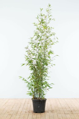 Black bamboo Phyllostachys nigra hedge 150-175 pot