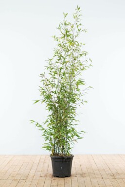 Black bamboo Phyllostachys nigra hedge 150-175 pot Phyllostachys nigra 150-175 cm