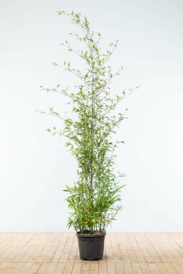 Black bamboo Phyllostachys nigra hedge 175-200 pot