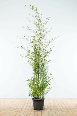 Black bamboo Phyllostachys nigra hedge 175-200 pot Phyllostachys nigra 175-200 cm