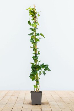 Irish ivy Hedera hibernica hedge 80-100 pot