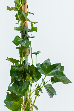 Irish ivy Hedera hibernica hedge 80-100 pot