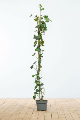 Irish ivy Hedera hibernica hedge 100-125 pot