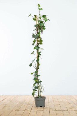 Irish ivy Hedera hibernica hedge 100-125 pot Hedera hibernica 100-125 cm