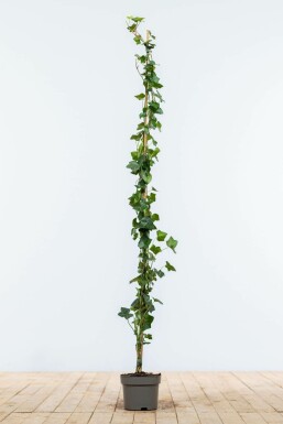 Irish ivy Hedera hibernica hedge 125-150 pot