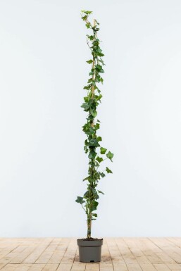 Irish ivy Hedera hibernica hedge 125-150 pot Hedera hibernica 125-150 cm