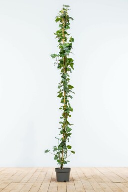 Irish ivy Hedera hibernica hedge 150-175 pot