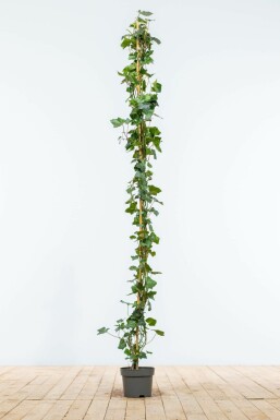 Irish ivy Hedera hibernica hedge 150-175 pot Hedera hibernica 150-175 cm