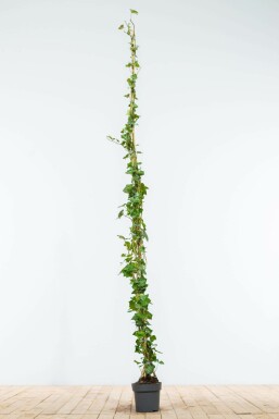 Irish ivy Hedera hibernica hedge 175-200 pot
