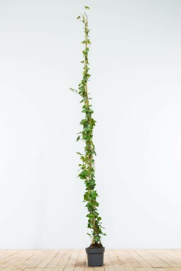 Irish ivy Hedera hibernica hedge 175-200 pot Hedera hibernica 175-200 cm