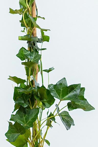 Irish ivy Hedera hibernica hedge 175-200 pot Hedera hibernica 175-200 cm