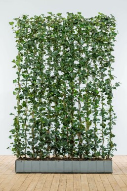 Irish ivy Hedera hibernica hedge element 180 pot Hedera hibernica 180 cm