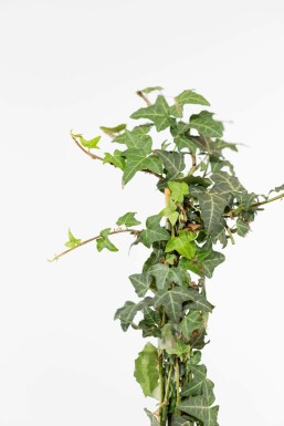 Common ivy Hedera helix hedge 80-100 pot Hedera helix 80-100 cm