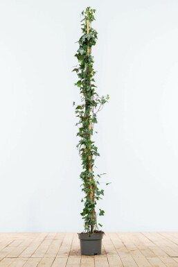 Common ivy Hedera helix hedge 125-150 pot Hedera helix 125-150 cm