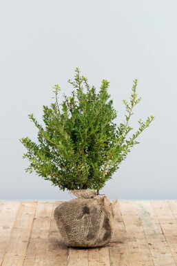 Japanese holly Ilex crenata 'Blondie' hedge 40-60 root ball Ilex crenata 'Blondie' 40-60 cm