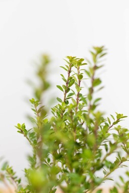 Japanese holly Ilex crenata 'Blondie' hedge 60-80 root ball Ilex crenata 'Blondie' 60-80 cm