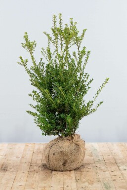 Japanese holly Ilex crenata 'Blondie' hedge 80-100 root ball Ilex crenata 'Blondie' 80-100 cm