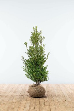 Japanese holly Ilex crenata 'Blondie' hedge 100-125 root ball Ilex crenata 'Blondie' 100-125 cm