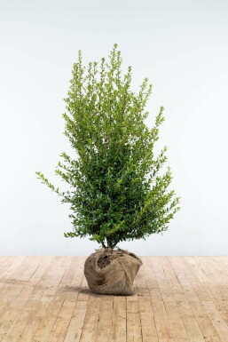 Japanese holly Ilex crenata 'Blondie' hedge 125-150 root ball Ilex crenata 'Blondie' 125-150 cm