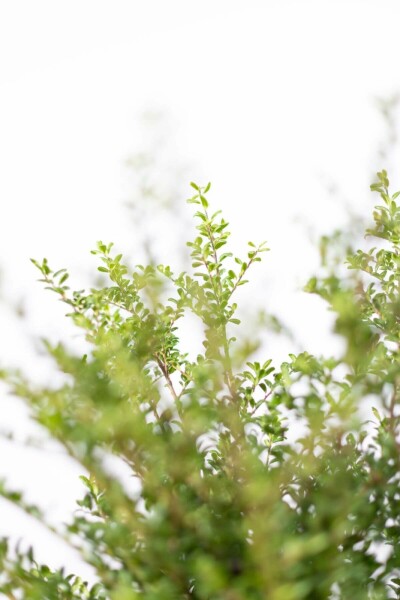Japanese holly Ilex crenata 'Convexa' shrub 5-10 pot P9,5 Ilex crenata 'Convexa' P9,5 5-10