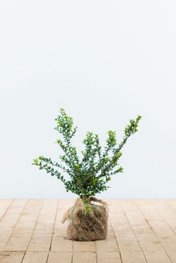 Japanese holly Ilex crenata 'Convexa' hedge 20-30 pot Ilex crenata 'Convexa' 20-30 cm