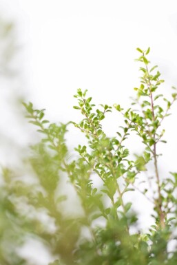 Japanese holly Ilex crenata 'Convexa' hedge 20-30 pot