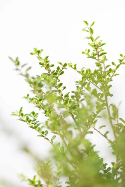 Japanese holly Ilex crenata 'Convexa' hedge 20-30 pot