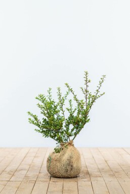 Japanese holly Ilex crenata 'Convexa' hedge 30-40 root ball