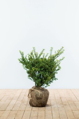 Japanese holly Ilex crenata 'Convexa' hedge 40-50 root ball