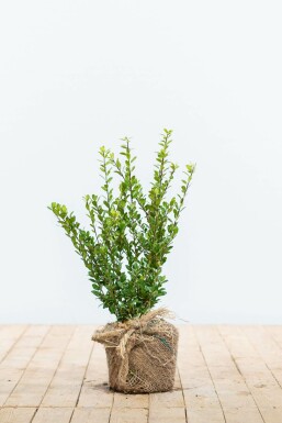Japanese holly Ilex crenata 'Caroline Upright' hedge 20-30 pot