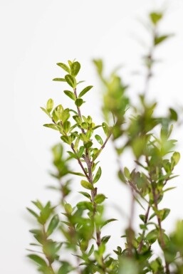 Japanese holly Ilex crenata 'Caroline Upright' hedge 20-30 pot
