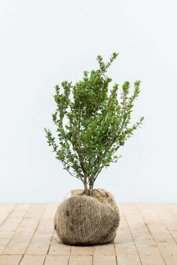 Japanese holly Ilex crenata 'Caroline Upright' hedge 30-40 pot