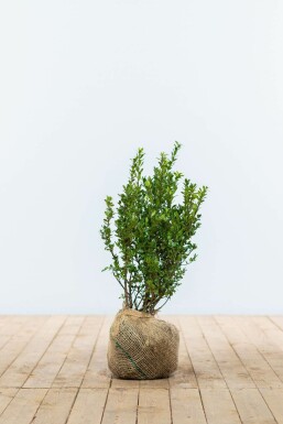 Japanese holly Ilex crenata 'Caroline Upright' hedge 40-60 pot