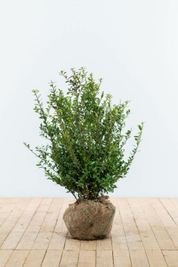 Japanese holly Ilex crenata 'Caroline Upright' hedge 60-80 pot