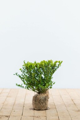 Japanese holly Ilex crenata 'Dark Green' hedge 20-30 pot