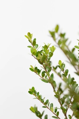 Japanese holly Ilex crenata 'Dark Green' hedge 20-30 pot