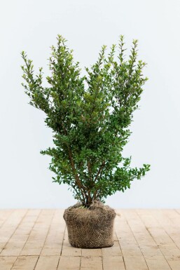 Ilex crenata 'Dark Green'