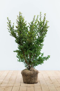 Japanese holly Ilex crenata 'Dark Green' hedge 40-60 pot