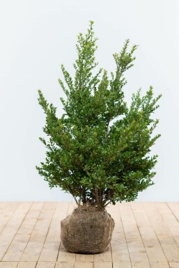 Japanese holly Ilex crenata 'Dark Green' hedge 60-80 root ball