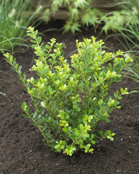 Japanese holly Ilex crenata 'Green Hedge' hedge 15-20 pot Ilex crenata 'Green Hedge' 15-20 cm
