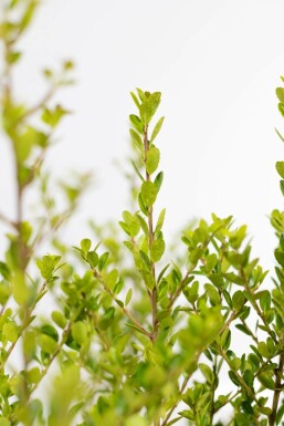 Japanese holly Ilex crenata 'Green Hedge' hedge 15-20 pot