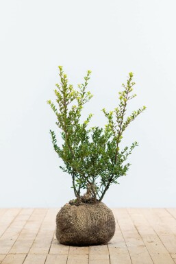 Japanese holly Ilex crenata 'Green Hedge' hedge 40-60 root ball