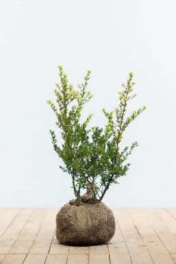 Japanese holly Ilex crenata 'Green Hedge' hedge 40-60 root ball Ilex crenata 'Green Hedge' 40-60 cm