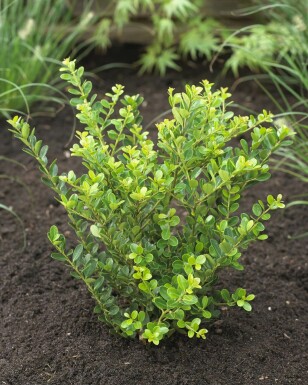 Japanese holly Ilex crenata 'Green Hedge' hedge 40-60 root ball